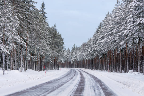 winter-straße durch einen dichten wald aus pinien gebogen - winterroad stock-fotos und bilder