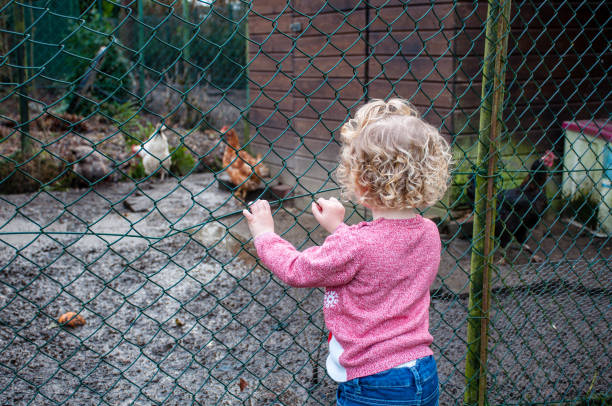 istock Toddler Girl Watching Chickens 909473494