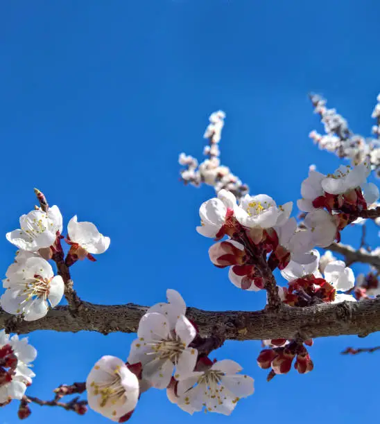 Branches full of peach blossom with sunny blue sky for beautiful backgrounds