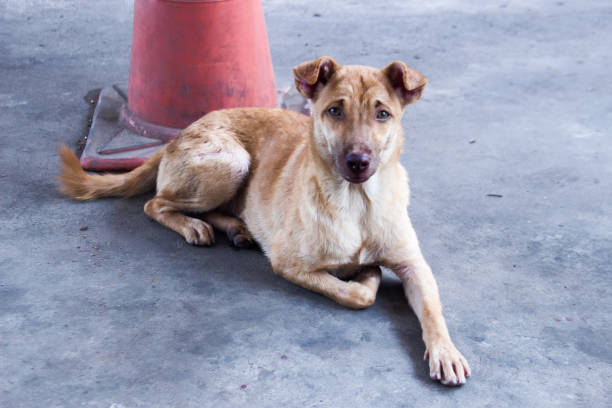 istock handsom stray dog on road 909474734