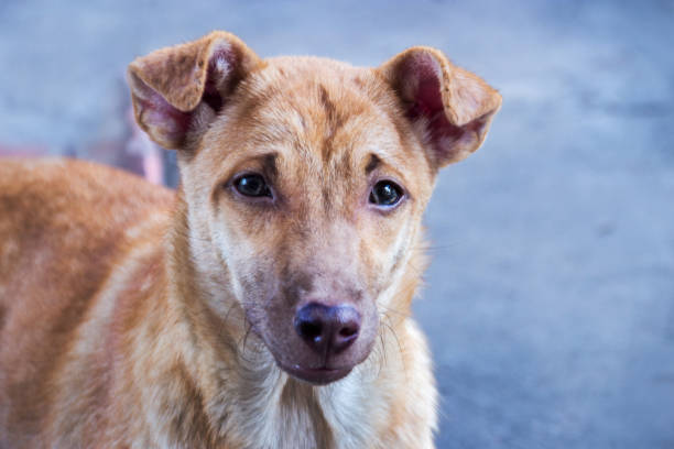 istock handsom stray dog on road 909474770