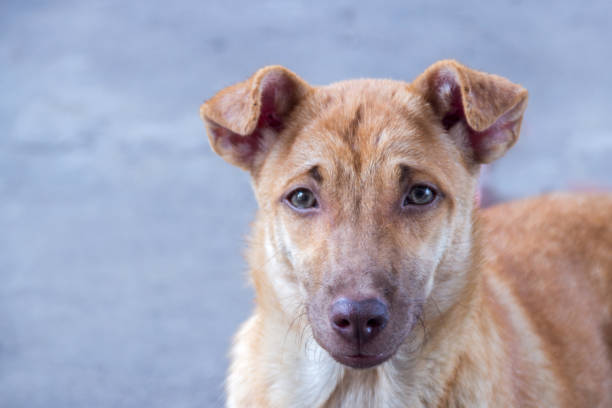 istock handsom stray dog on road 909474774