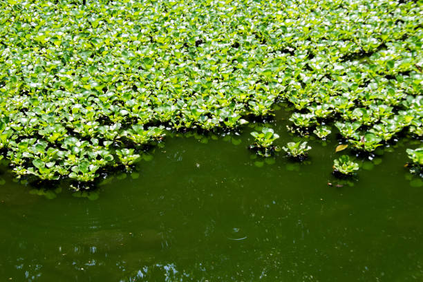istock water hycinth plant on green 909474800