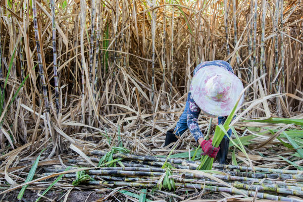 farmer cut sugarcan in harvest season