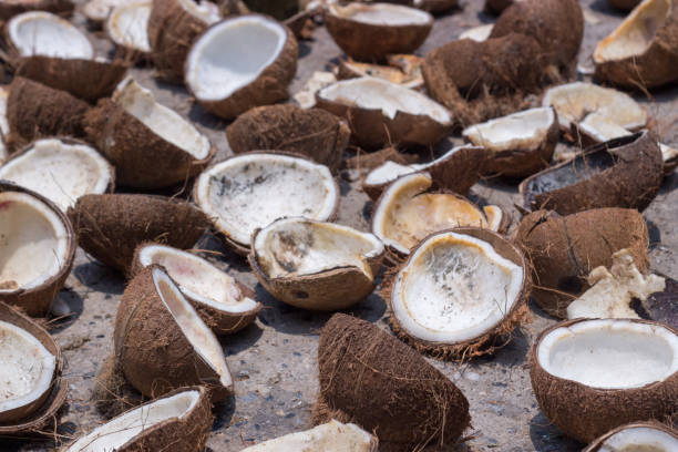 istock dry coconut after burn for make coconut oil 909474846