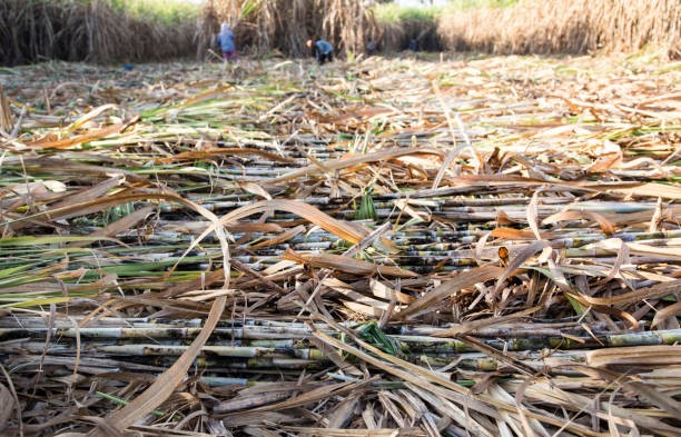 istock farmer cut sugarcane in harvest season 909474852