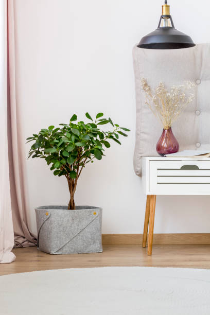 istock Plant in white bedroom interior 909476110