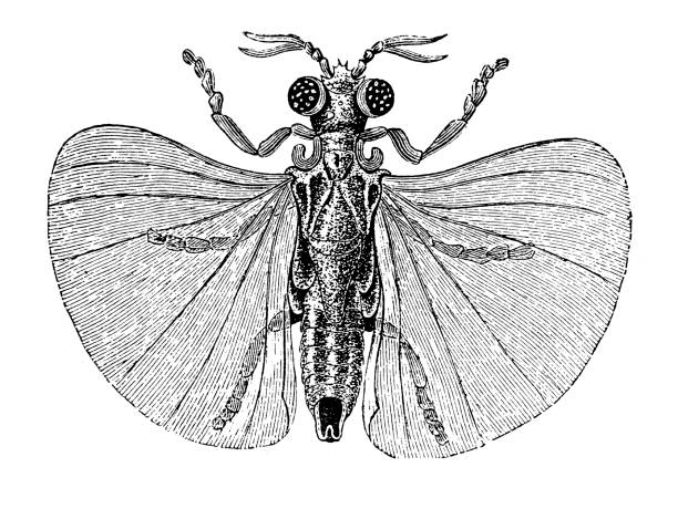 Illustration of a Adult male Xenos vesparum Rossi