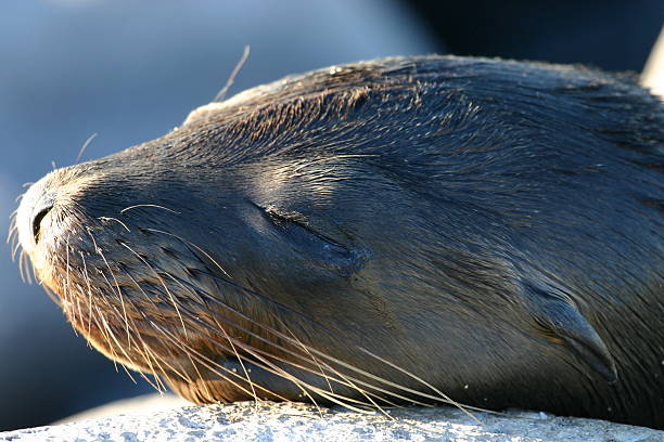 Sleeping sea lion stock photo