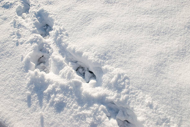 Snowy Footprints stock photo