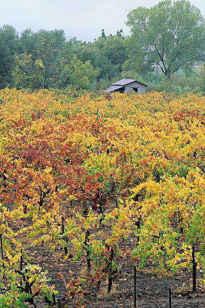 wine country malerischen - california napa valley vineyard farmhouse stock-fotos und bilder