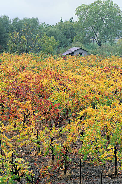 wine country panorámica - california napa valley vineyard farmhouse fotografías e imágenes de stock