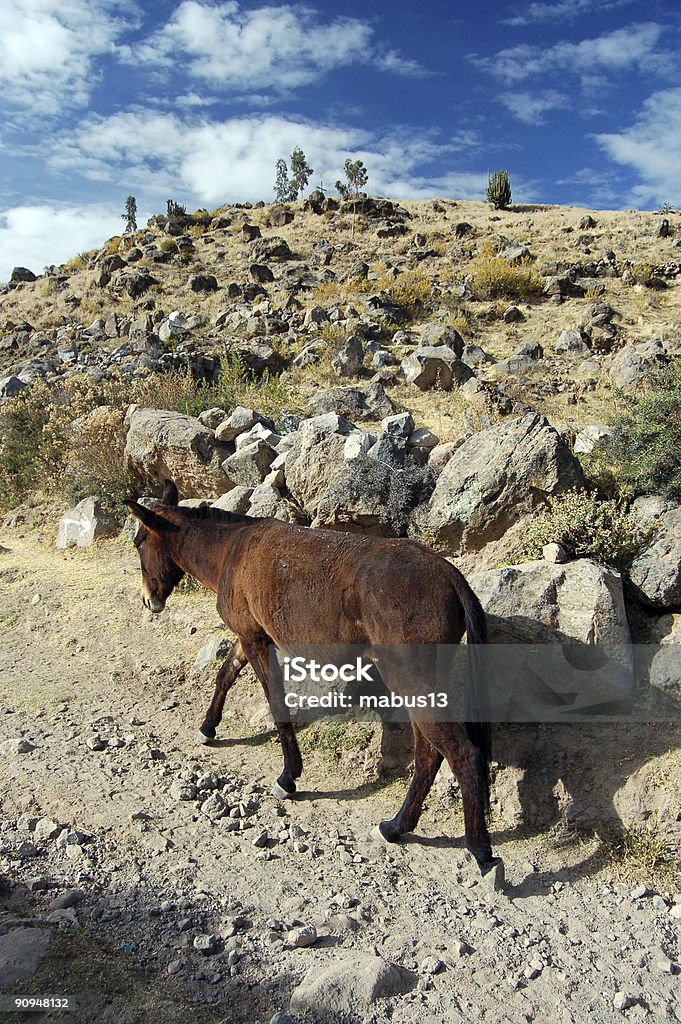 Rural Burro - Foto de stock de Andar royalty-free