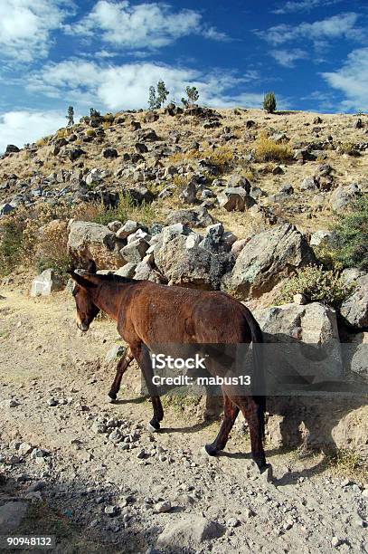 Foto de Rural Burro e mais fotos de stock de Andar - Andar, Mula, Animal