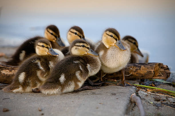 Ducklings 1 stock photo