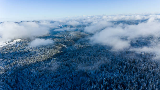 istock Aerial view of winter forest. 909482400
