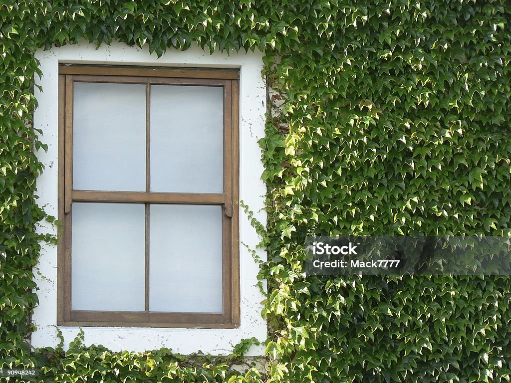 Window and Ivy  Building Exterior Stock Photo