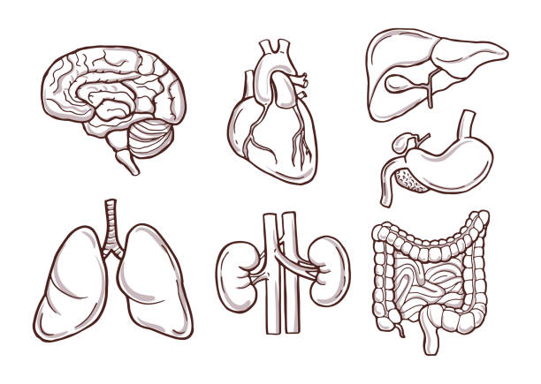 handgezeichnete abbildung menschlicher organe. medizinische bilder - leber anatomiebegriff stock-grafiken, -clipart, -cartoons und -symbole