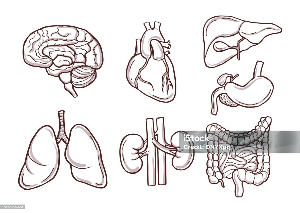 Hand drawn illustration of human organs. Medical pictures Hand drawn illustration of human organs. Medical pictures. Human anatomy and health drawing organ vector Intestine stock vector