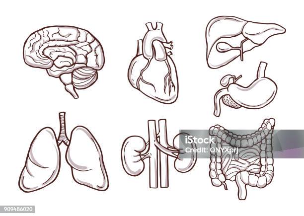 Hand Drawn Illustration Of Human Organs Medical Pictures Stock Illustration - Download Image Now