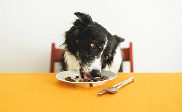 dog eating granules. cute border collie sitting behind the table and licking dog food from the plate. - food dry pets dog imagens e fotografias de stock