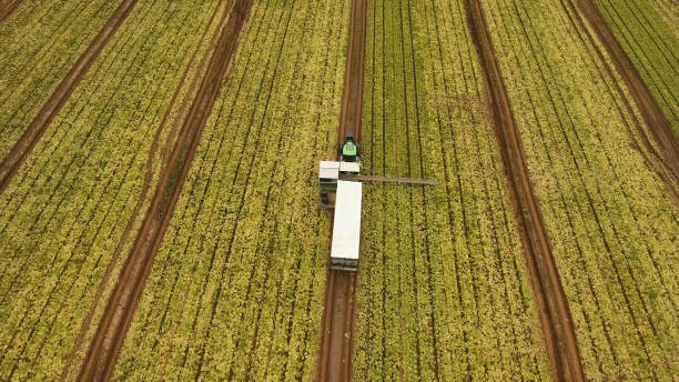 istock Field with rows of salad 909487014