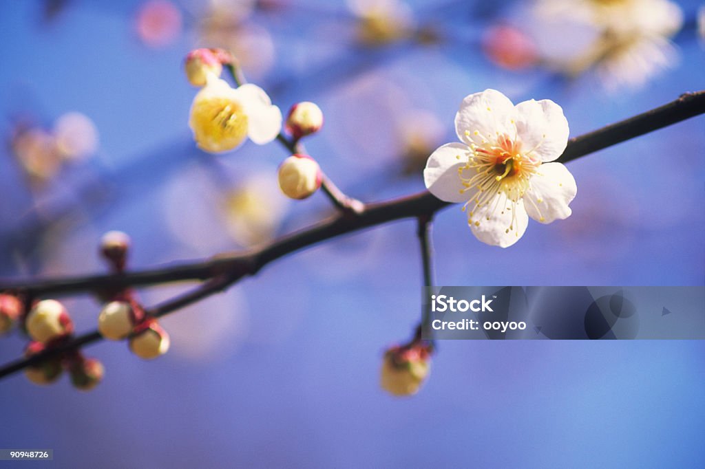 梅の花 - 写真のロイヤリティフリーストックフォト