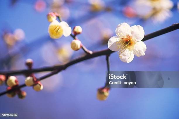 梅の花 - 写真のストックフォトや画像を多数ご用意 - 写真, 梅の花, アウトフォーカス