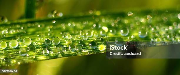 Dewdrops - zdjęcia stockowe i więcej obrazów Liść - Liść, Makrofotografia, Panoramiczny