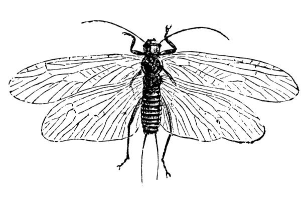 Perla marginata ,Plecoptera commonly known as stoneflies Illustration of a Perla marginata plecoptera stock illustrations
