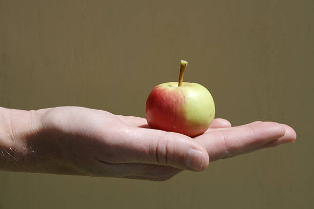 Baby Apple in the palm of a hand stock photo