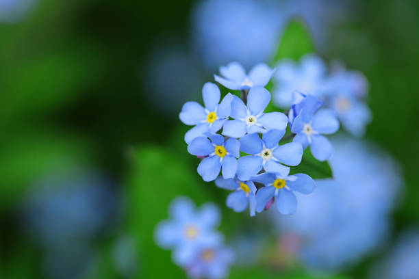 flores nomeolvides sobre un fondo verde borroso. flores de primavera azul - focus on foreground plant flower temperate flower fotografías e imágenes de stock