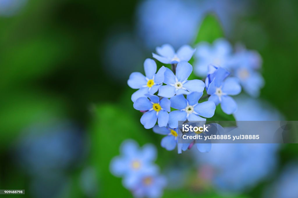 forget-me-not flowers on a green blurred background. blue spring flowers Forget-Me-Not Stock Photo