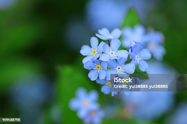 Forgetmenot Flowers On A Green Blurred Background Blue Spring Flowers Stock Photo - Download Image Now