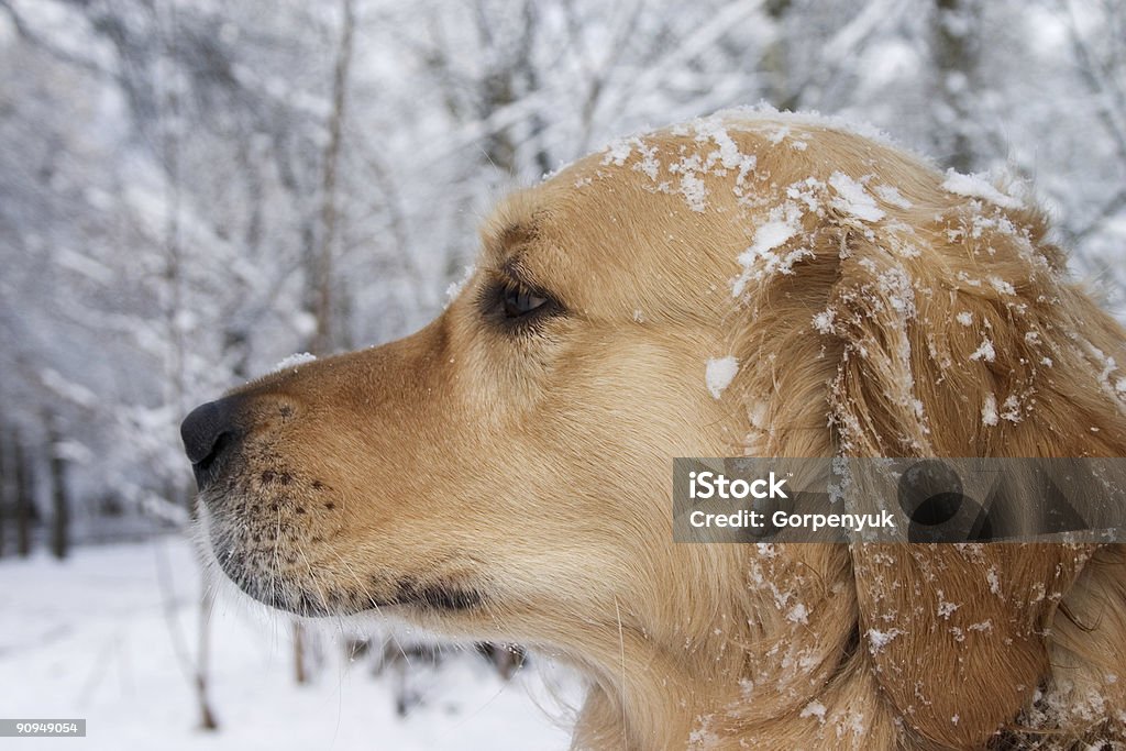 Golden retriever Retrato - Royalty-free Amizade Foto de stock