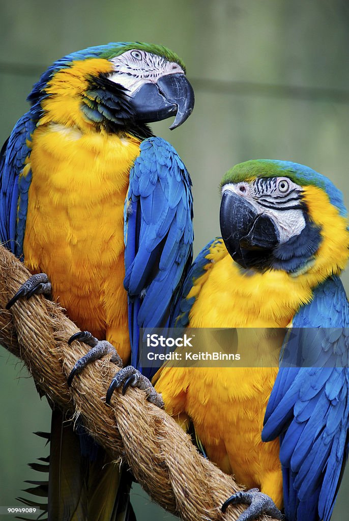 Close up of blue and yellow Macaw couple perched on a branch A couple of colorful Blue and Gold Macaws perched on a rope. Macaw Stock Photo