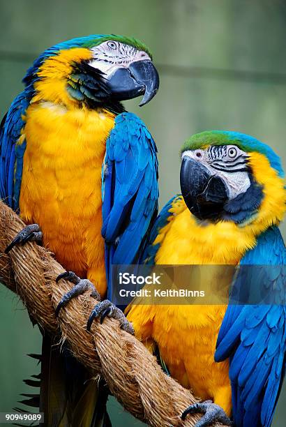 Close Up Of Blue And Yellow Macaw Couple Perched On A Branch Stock Photo - Download Image Now