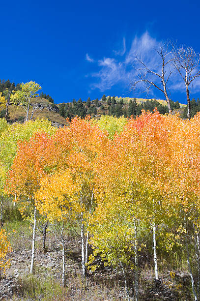 Fall in the Sierra Nevada mountain range