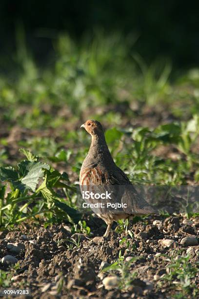 Perdiz - Fotografias de stock e mais imagens de Perdiz - Perdiz, Animal, Animal selvagem