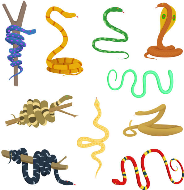 ilustrações, clipart, desenhos animados e ícones de desenhos animados de diferentes cobras e répteis - snake cobra cartoon rattlesnake