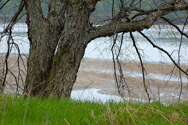 rough alten Baum – Foto