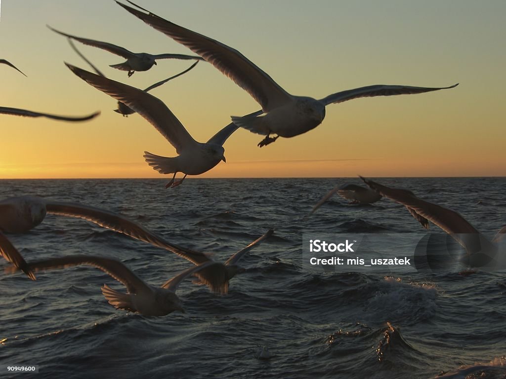 gulls - Foto stock royalty-free di Acchiappino