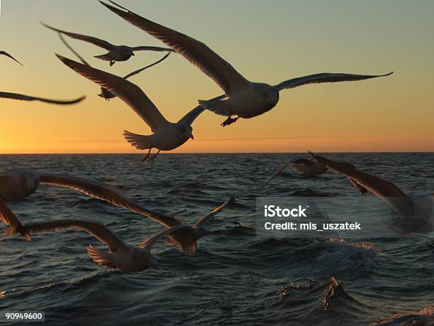 Gulls - Fotografie stock e altre immagini di Acchiappino - Acchiappino, Ala di animale, Ambientazione esterna