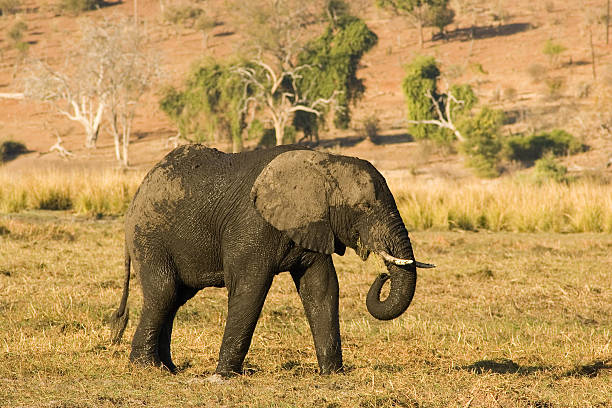 African Elephant stock photo