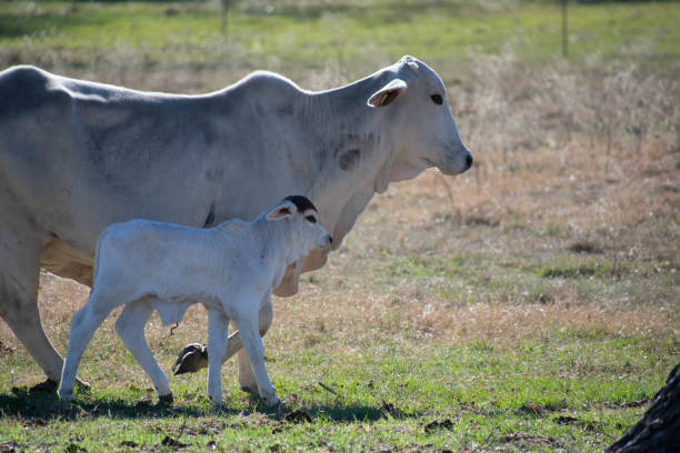 Mom and Baby Brahma Cows Running side by side