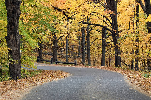 istock Horizontal Autumn Canopied Road 90949922