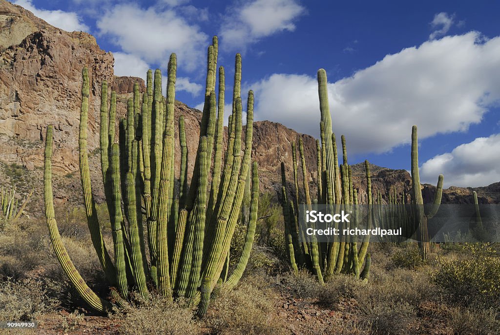 Trio Organ Pipe Cactus - Lizenzfrei Bundesstaat Sonora Stock-Foto