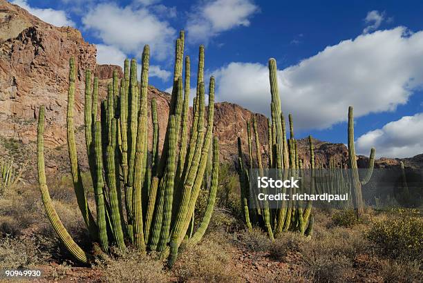 Trio De Organ Pipe Cactus - Fotografias de stock e mais imagens de Estado de Sonora - Estado de Sonora, Ao Ar Livre, Arizona