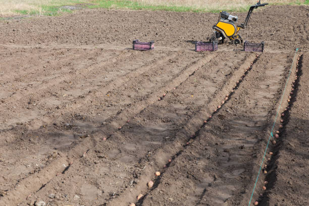 istock Planting potatoes on vegetable garden 909499300