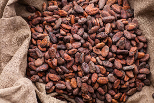 Raw cocoa beans in a sack Freshly harvested raw cocoa beans in a sack cocoa bean stock pictures, royalty-free photos & images